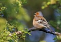 Chaffinch perched and feeding in the woods