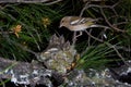 Chaffinch's Nest Royalty Free Stock Photo