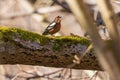 Chaffinch singing on a branch Royalty Free Stock Photo