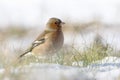Chaffinch in the snow Royalty Free Stock Photo
