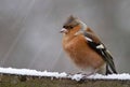 Chaffinch in the snow.