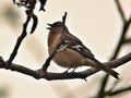 Chaffinch - songbird /Fringilla coelebs/