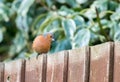 Chaffinch on a wooden fence Royalty Free Stock Photo