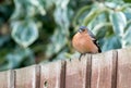 Chaffinch on a wooden fence Royalty Free Stock Photo