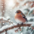 Chaffinches sit on snow covered beaches during cold spell Royalty Free Stock Photo