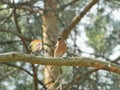 Chaffinches Royalty Free Stock Photo