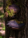 Chaga (birch mushroom)â a species of fungi of the genus Inonotus of the Basidiomycetes department. Royalty Free Stock Photo
