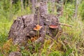 Chaga (birch mushroom)â a species of fungi of the genus Inonotus of the Basidiomycetes department. Royalty Free Stock Photo