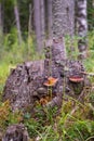 Chaga (birch mushroom)â a species of fungi of the genus Inonotus of the Basidiomycetes department. Royalty Free Stock Photo