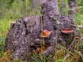 Chaga (birch mushroom)â a species of fungi of the genus Inonotus of the Basidiomycetes department. Royalty Free Stock Photo