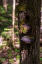 Chaga (birch mushroom)â a species of fungi of the genus Inonotus of the Basidiomycetes department. Royalty Free Stock Photo