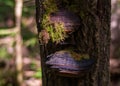 Chaga (birch mushroom)â a species of fungi of the genus Inonotus of the Basidiomycetes department. Royalty Free Stock Photo