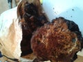 Chaga from birchtree Royalty Free Stock Photo