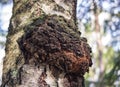 Chaga mushroom on the birch trunk.