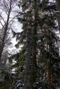 Chaga mushroom on a broken birch in winter forest