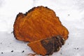 Chaga Mushroom chunks lying on the snow. Royalty Free Stock Photo