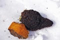 Chaga Mushroom chunks lying on the snow. Royalty Free Stock Photo