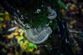 Chaga mushroom growing on old tree with medicinal anti-cancer properties. Tinder fungus on a birch trunk. Alternative medicines Royalty Free Stock Photo