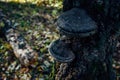 Chaga mushroom growing on old tree with medicinal anti-cancer properties. Tinder fungus on a birch trunk. Alternative medicines Royalty Free Stock Photo