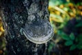 Chaga mushroom growing on old tree with medicinal anti-cancer properties. Tinder fungus on a birch trunk. Alternative medicines Royalty Free Stock Photo