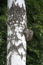 Chaga mushroom Inonotus obliquus  parasitize on a birch trunk. Side view, close-up. Used for healing tea or coffee in folk Royalty Free Stock Photo