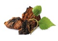 Chaga mushroom pieces with birch leaves