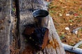 Chaga Mushroom and Tea in the Adirondack Wilderness Royalty Free Stock Photo