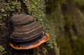 Chaga mushroom on the tree