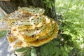 Chaga Mushroom on the tree. Large tree mushrooms grew on the trunk of a tree covered Royalty Free Stock Photo