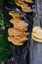 Chaga mushroom on a tree trunk. Yellow mushrooms inonotus obliqu