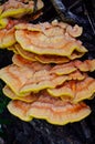 Chaga mushroom on a tree trunk. Yellow mushrooms inonotus obliqu