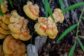 Chaga mushroom on a tree trunk. Yellow mushrooms inonotus obliqu