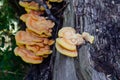 Chaga mushroom on a tree trunk. Yellow mushrooms inonotus obliqu