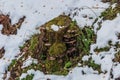 Chaga mushrooms moss leaves stump snow autumn