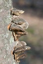 Chaga mushrooms in spring forest