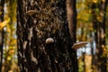 Chaga mushrooms, tinder fungus. beautiful autumn forest