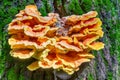 Chaga orange mushroom parasite on tree trunk close up