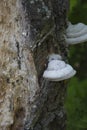 Chaga tree mushroom on old tree trunk. Tinder fungus on birch, close up. Royalty Free Stock Photo