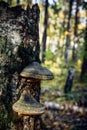 Chaga tree mushroom on old tree trunk. Tinder fungus on birch, close up. Vertical image, blurred bokeh background Royalty Free Stock Photo