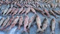 2024 Chagan Lake winter fishing, frozen big fish in Songyuan, Jilin Province are hot selling