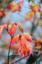 Chage the leaves Autumn, Fall Foliage on background blurred