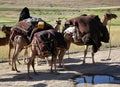 Part of a camel train near Chaghcharan, Ghor Province, Central Afghanistan