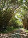 Bamboo Cathedral, Chaguaramas, Trinidad and Tobago