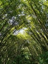 Bamboo Cathedral, Chaguaramas, Trinidad and Tobago