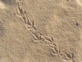 The chain of a bird or pigeon tracks on the wet sea sand Royalty Free Stock Photo