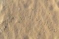 The chain of a bird or pigeon tracks on the wet sea sand Royalty Free Stock Photo
