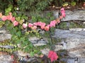 Chain of Pink Leaves on Stone Wall Royalty Free Stock Photo