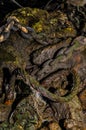 Chains, rope and netting waste rubbish in slimy mud on River Thames, London