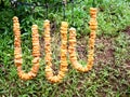 Chain of cut brindle berry or Malabar tamarind hung for drying