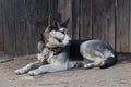 Chain dog, lying on the sidewalk near a wooden fence Royalty Free Stock Photo